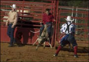 steer.jpg
